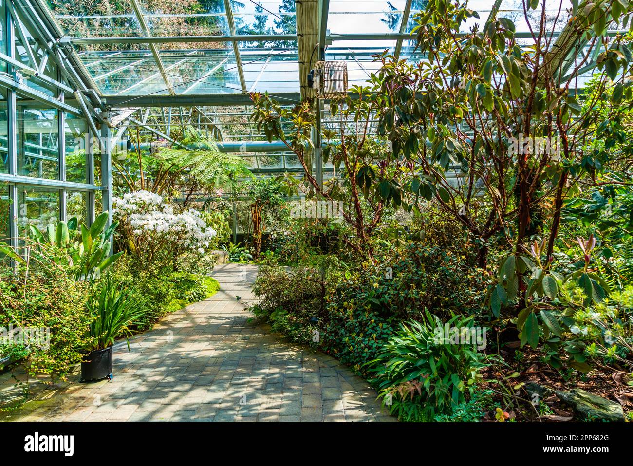 Plants and flowers in a greenhouse at the Rhododendron Species