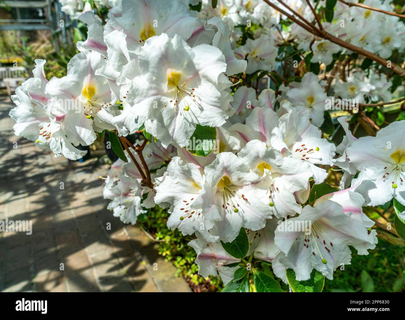 White blooming flowers in a greenhouse at the Rhododendron Speices Botanical Garden in Federal Way, Washington. Stock Photo