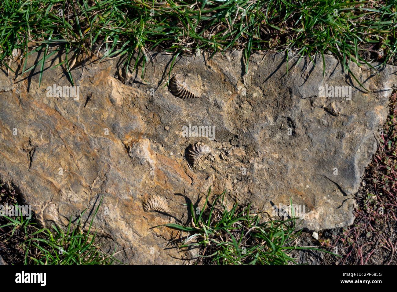 Close up of prehistoric petrified extinct animal imprints in stone