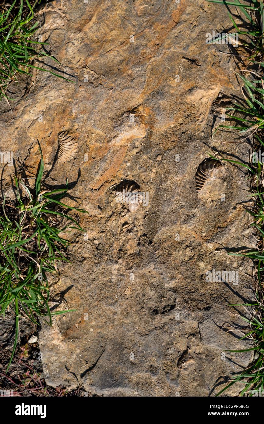 Close up of prehistoric petrified extinct animal imprints in stone