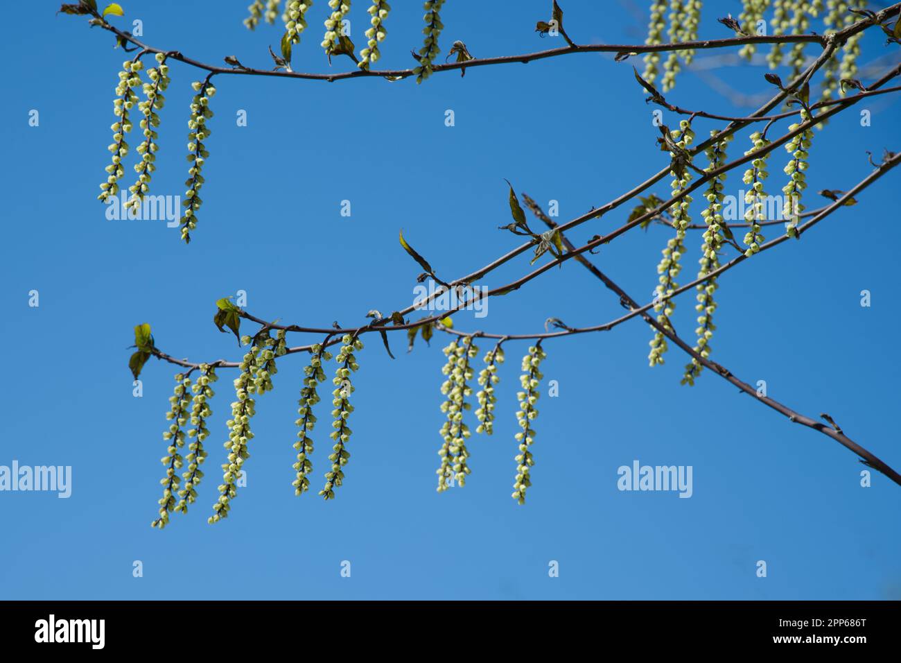 Spring racemes of pale yellow flowers of, Chinese stachyurus, Stachyurus chinensis 'Celina' in UK garden April Stock Photo