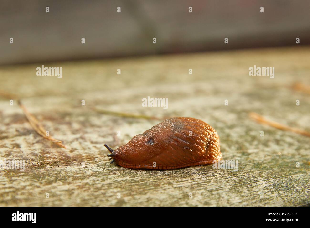 A large Spanish slug Arion vulgaris in its natural habitat Stock Photo