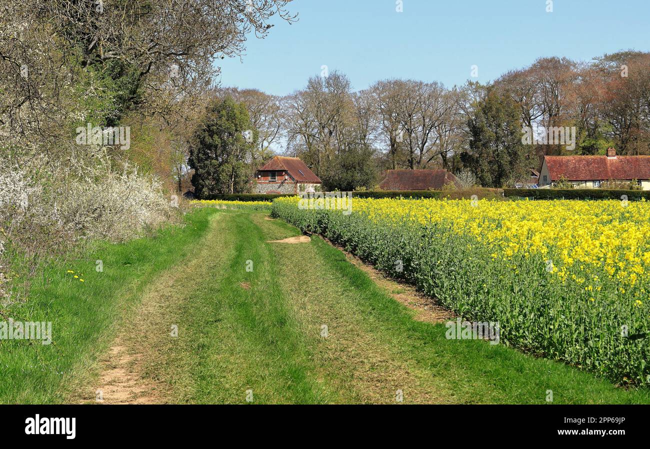 An English Rural Landscape with path alongside field of rapeseed in the ...