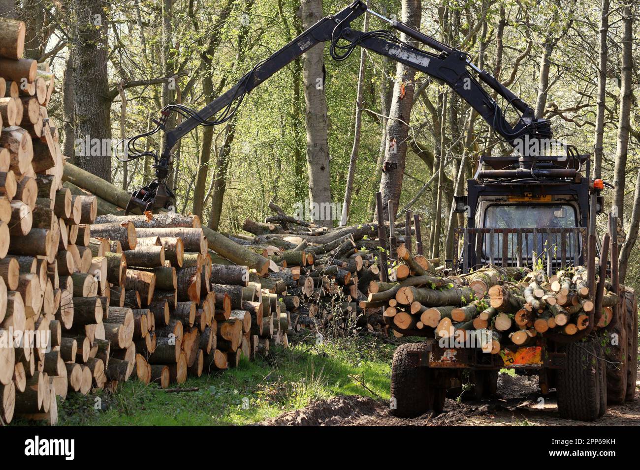 Logging machine at work stacking timber in the Chiltern Hills in England Stock Photo