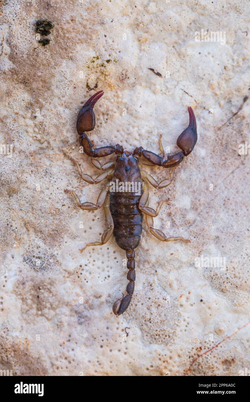 Scorpion, Euscorpius species, Dubrovnik, Croatia Stock Photo Alamy