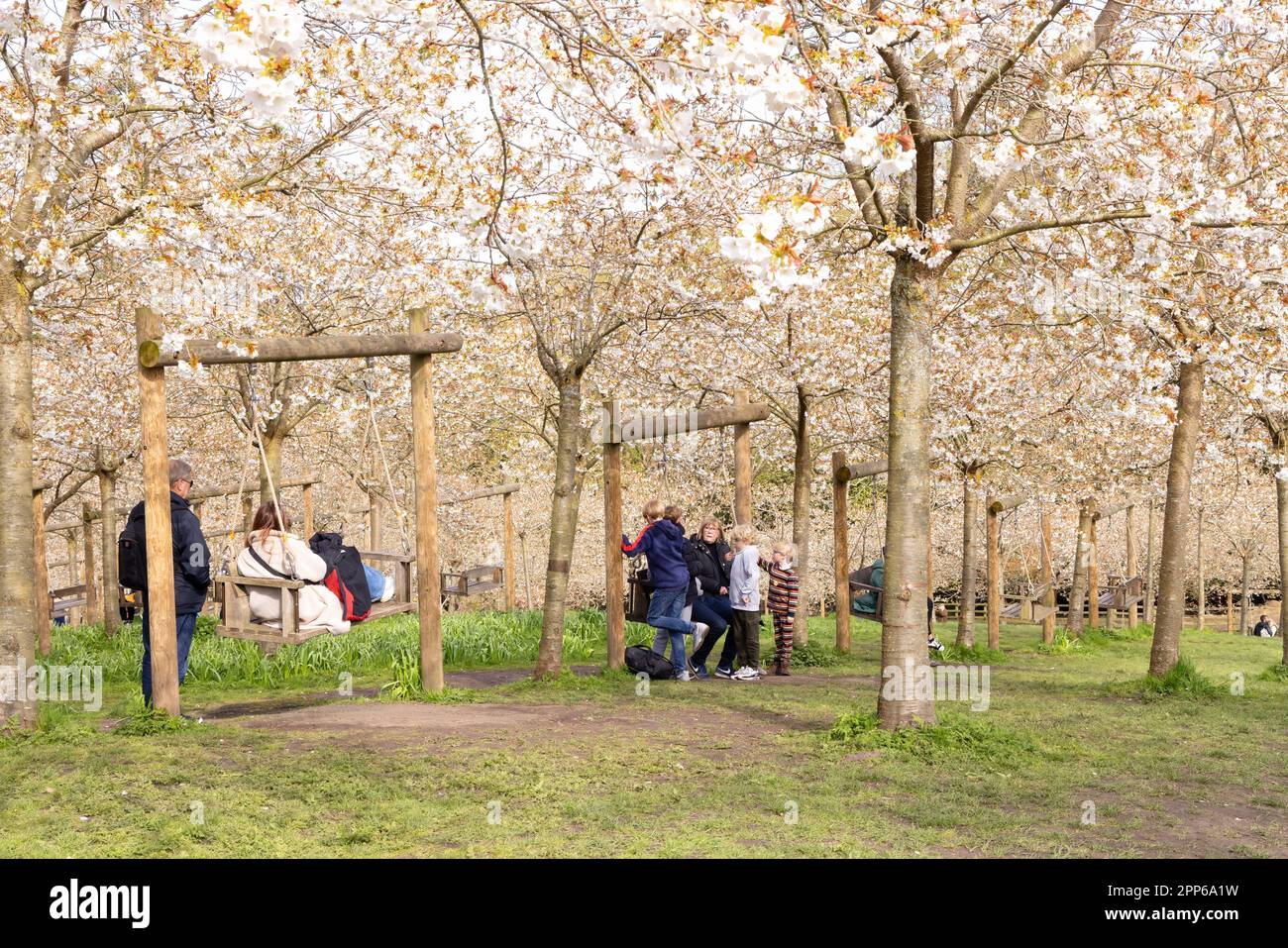 People enjoying the cherry blossom in spring; the Taihaku cherry orchard,  The Alnwick garden, Alnwick, Northumberland UK Stock Photo