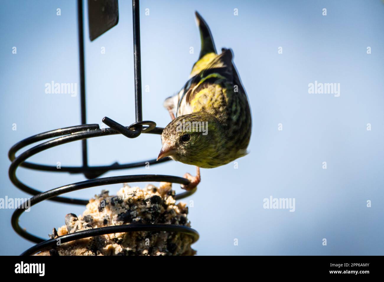 Female siskin, blackheaded goldfinch (Spinus spinus Stock Photo Alamy