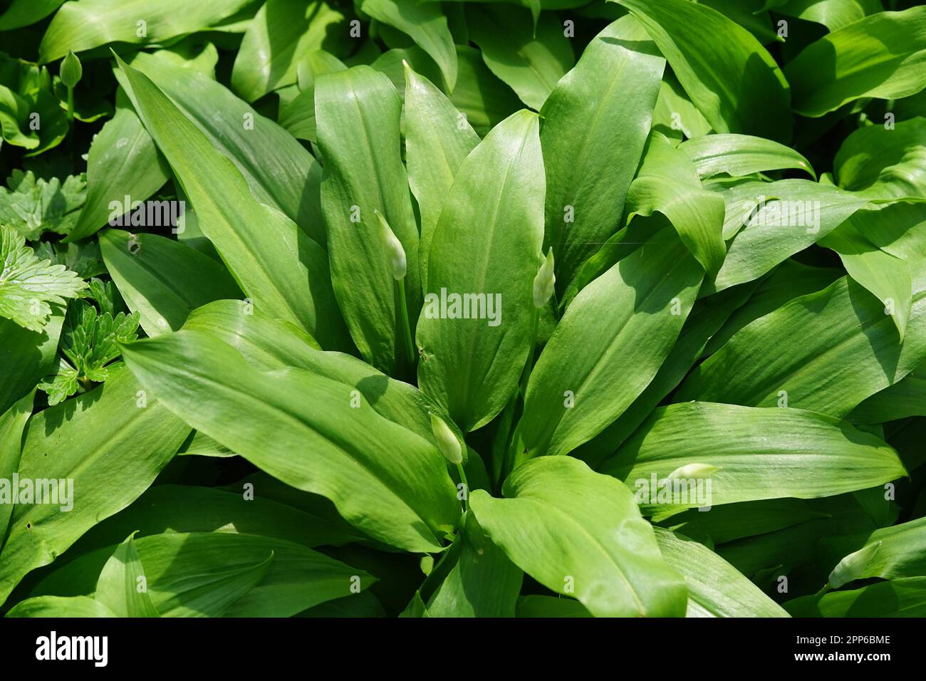 Wild garlic large leaves Stock Photo Alamy