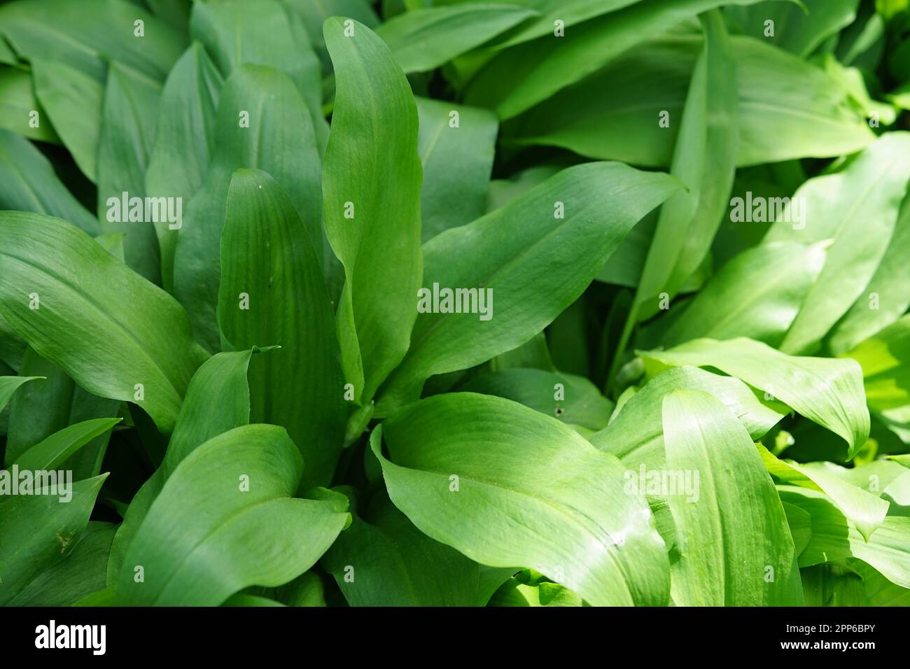 Wild garlic large leaves Stock Photo Alamy