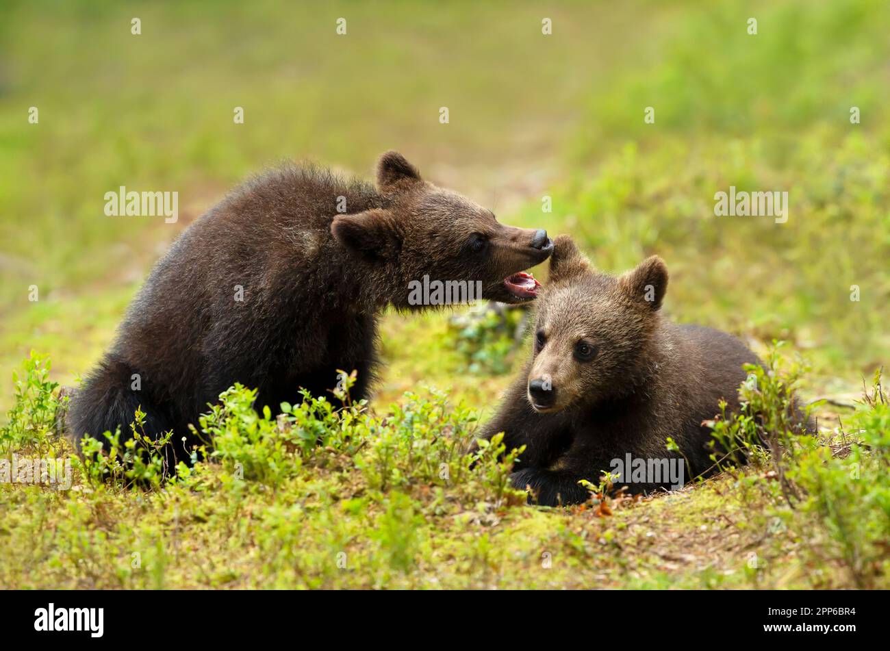 Close up of playful European brown bear (Ursus arctos arctos) cubs in the woods of Finland. Stock Photo
