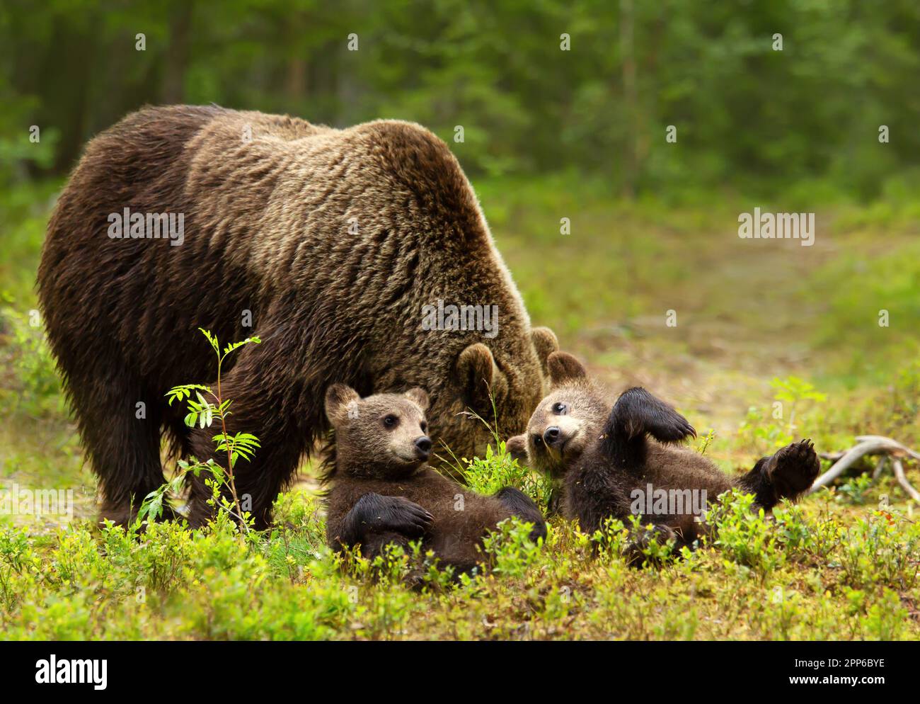 Close up of female Eurasian brown bear (Ursos arctos) and her playful ...