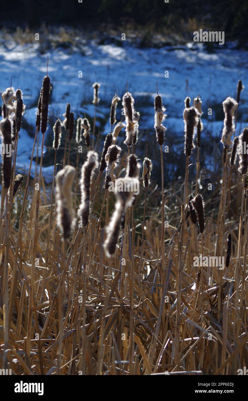 Swamp plants hi-res stock photography and images - Alamy