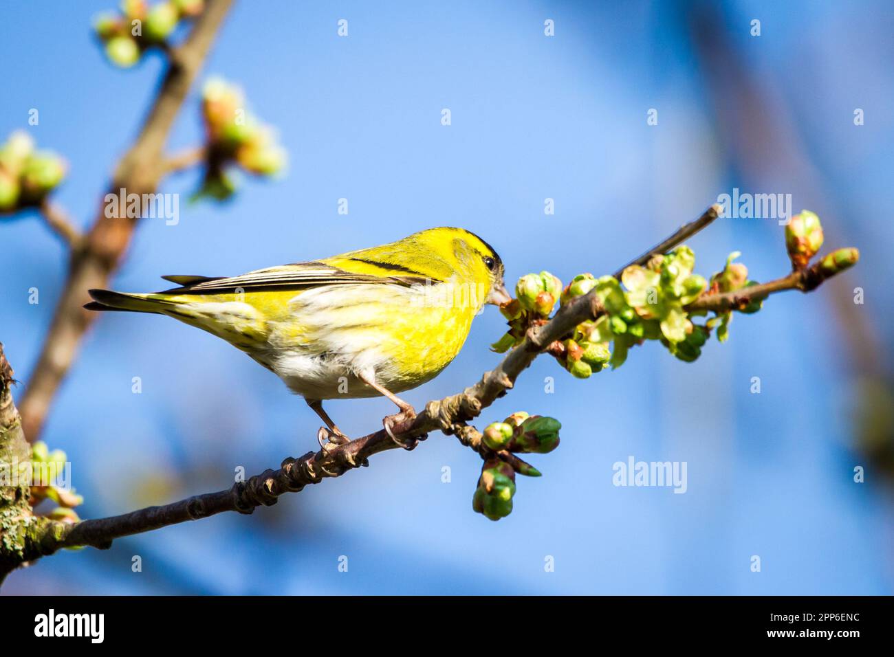 Male siskin, black-headed goldfinch (Spinus spinus) Stock Photo