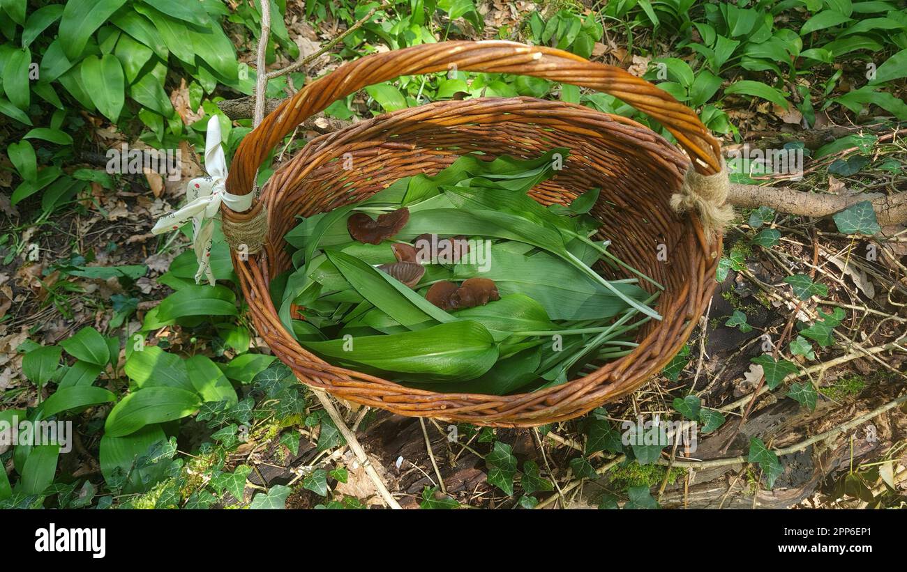 Wood ear, mu-err mushrooms and wild garlic in basket Stock Photo