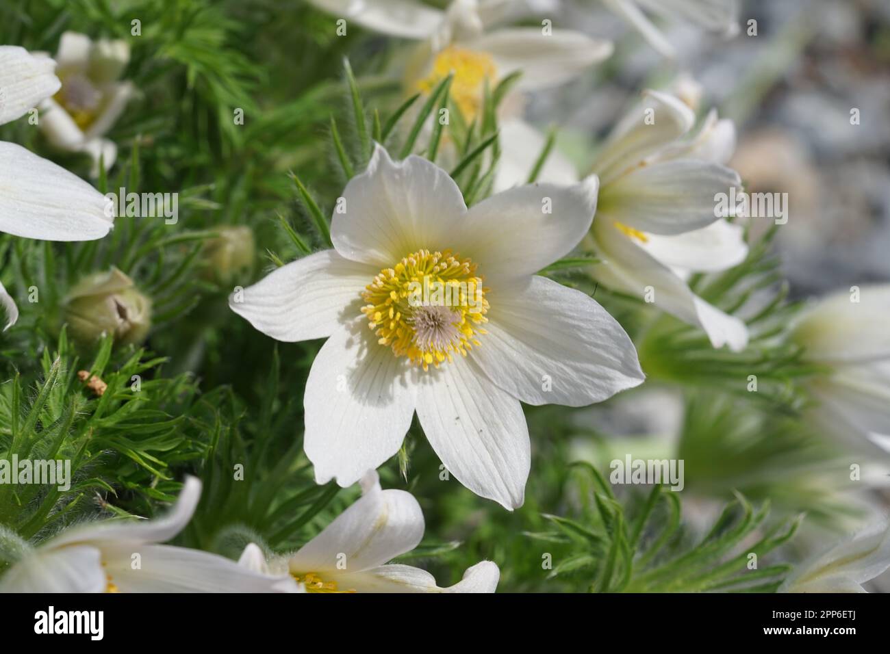 Ranunculaceae, Gewöhnliche Küchenschelle Pulsatilla vulgaris 'Alba Stock Photo