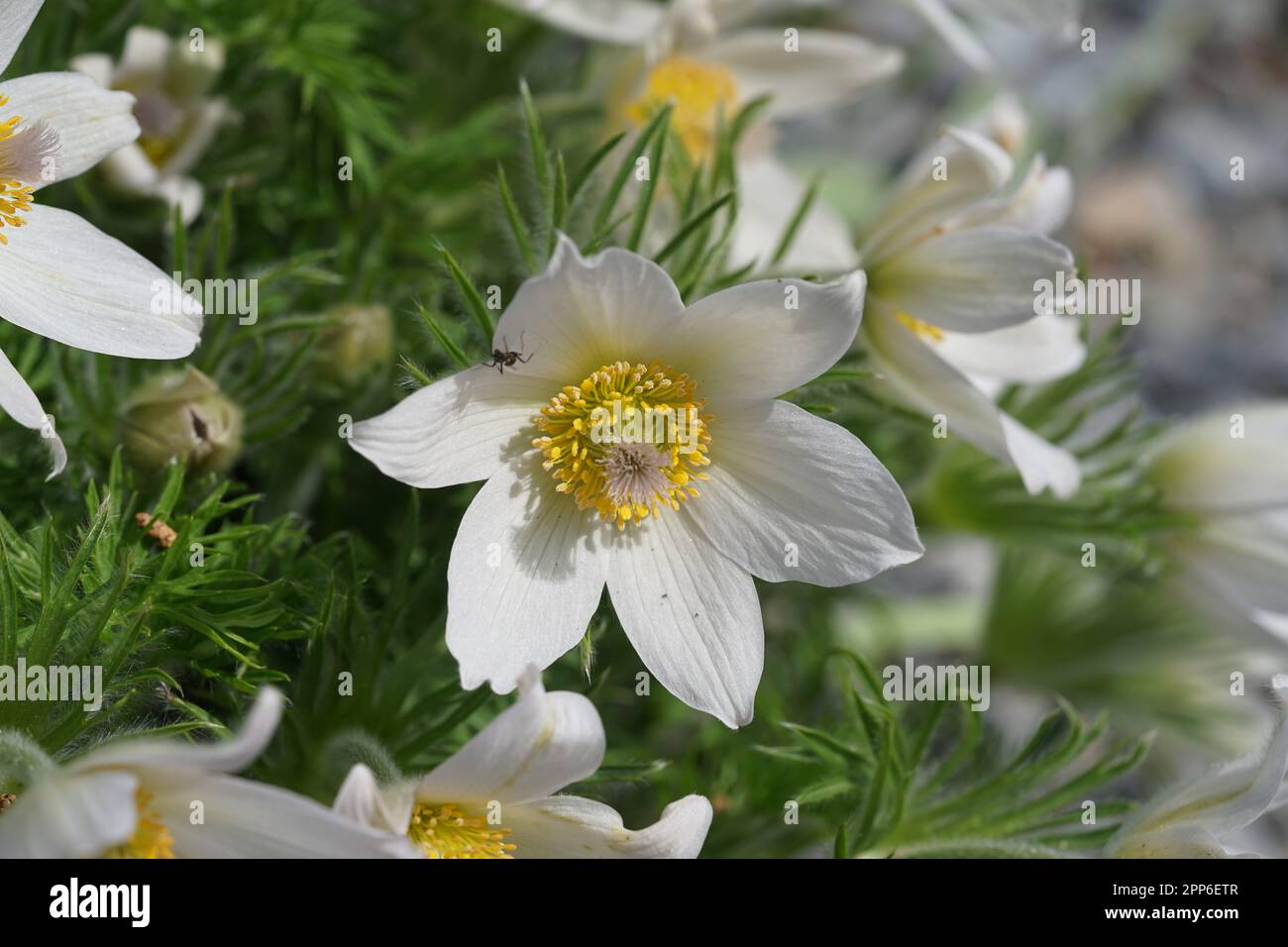 Ranunculaceae, Gewöhnliche Küchenschelle Pulsatilla vulgaris 'Alba Stock Photo