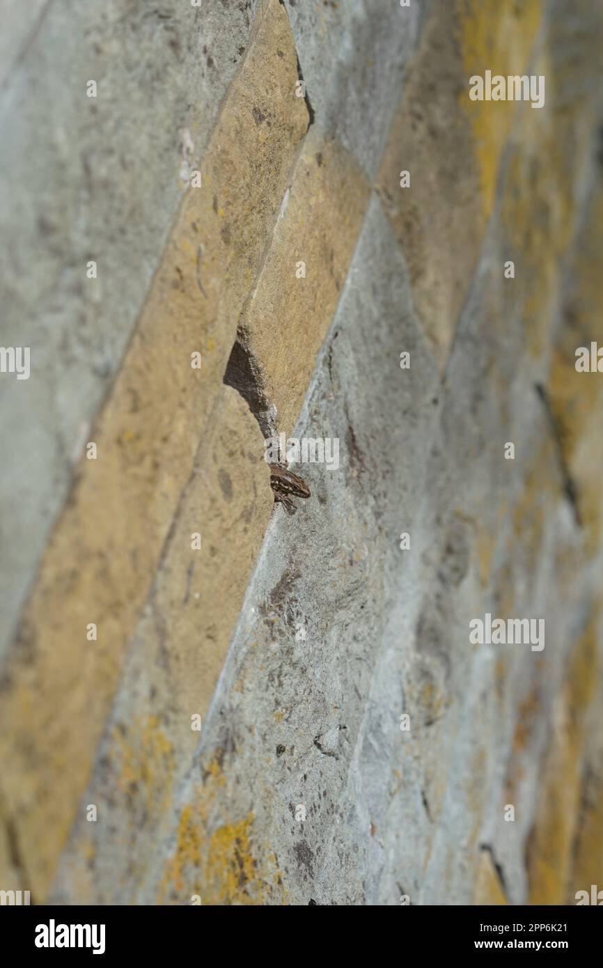 lizard on a wall,a lizard in spring sunbathes on a wall Stock Photo - Alamy