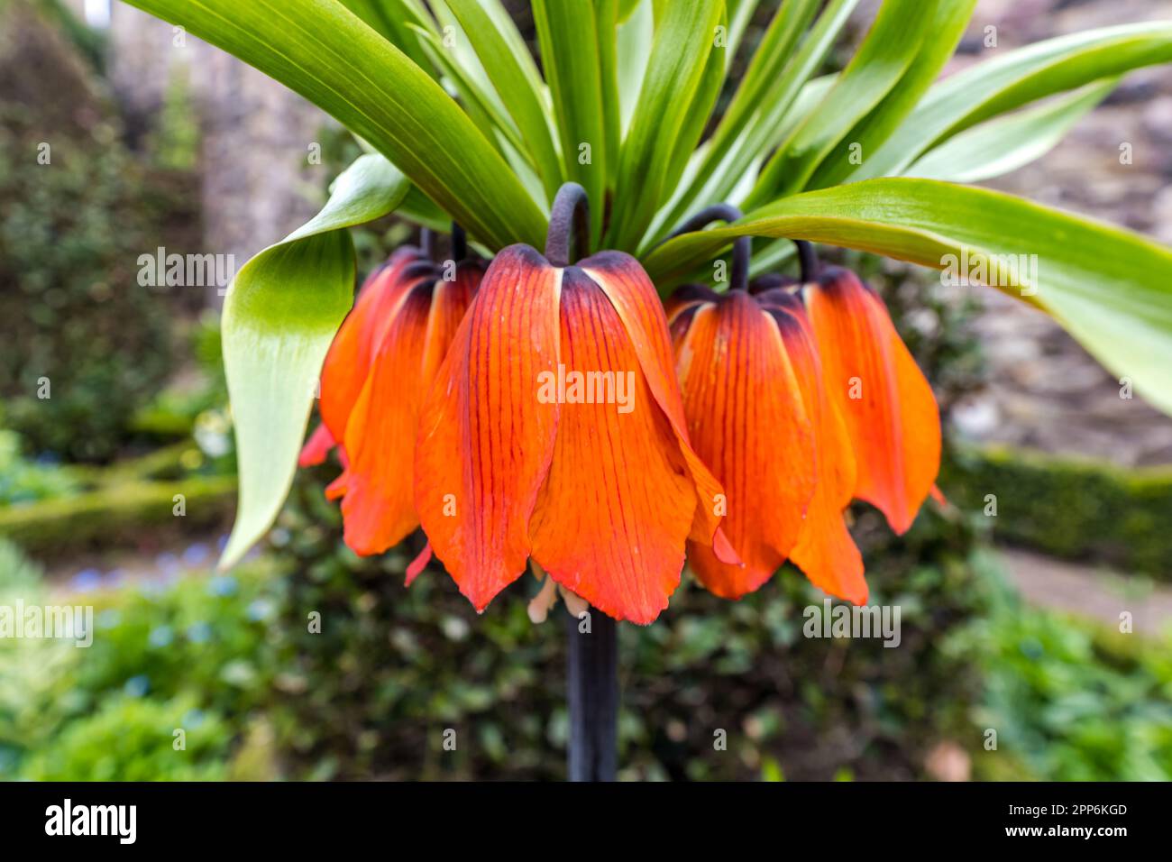 Close up of orange drooping flowers of Fritillaria imperialis or crown