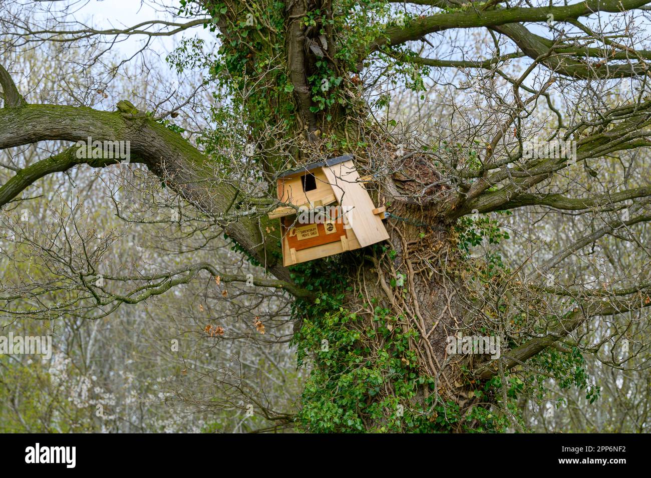 Badly erected, wooden owl nest box in a large tree on the edge of a field. Stock Photo