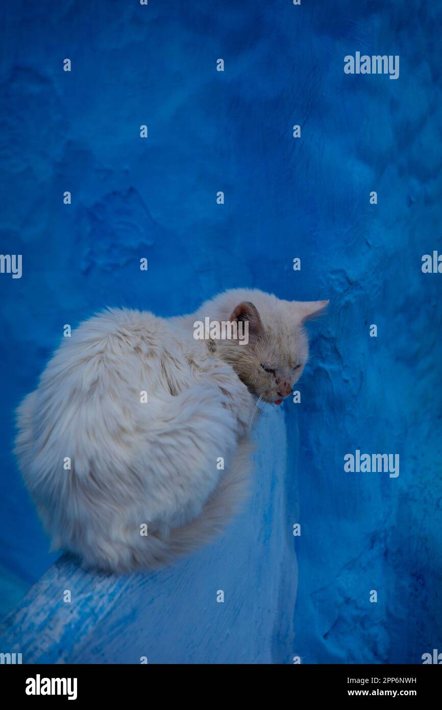 the cat, chefchaouen - morocco Stock Photo