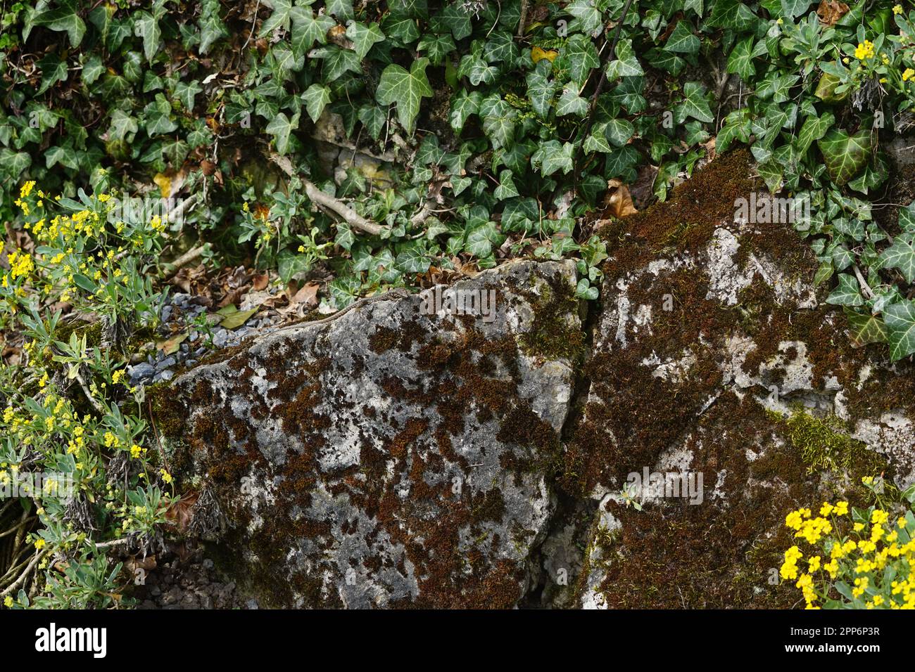 lizard on a wall,a lizard in spring sunbathes on a wall Stock Photo - Alamy