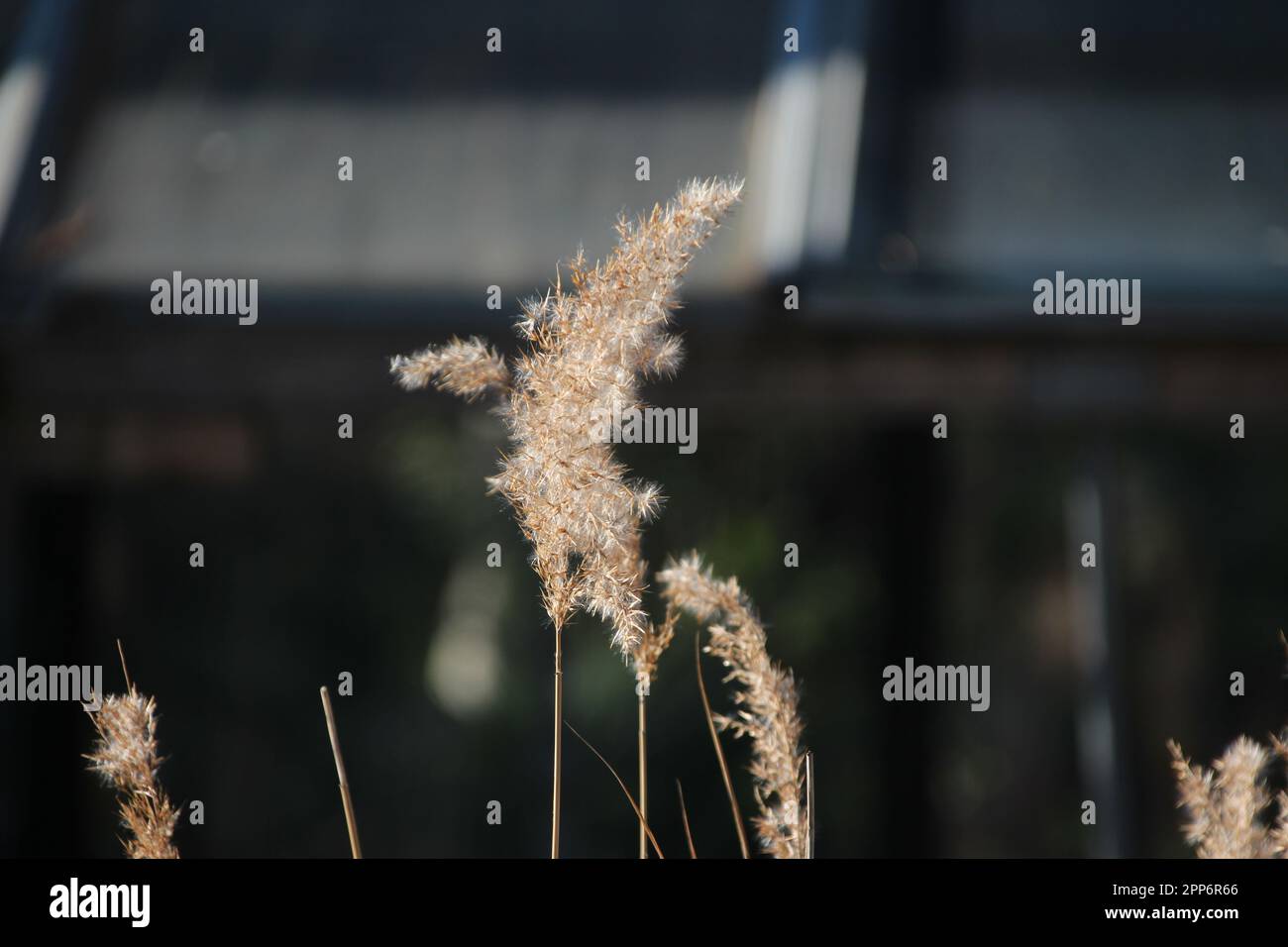 Small-reed Stock Photo