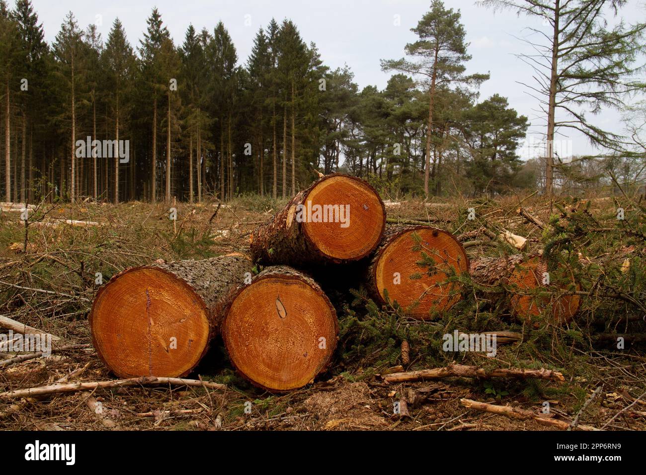 Forest management: a felling plain in a forest, pile of tree trunks in the foreground Stock Photo