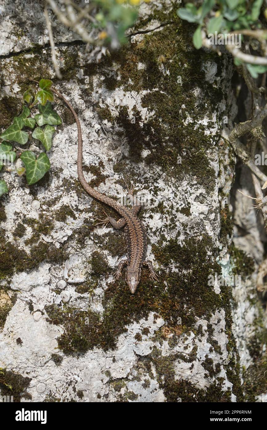 lizard on a wall,a lizard in spring sunbathes on a wall Stock Photo - Alamy