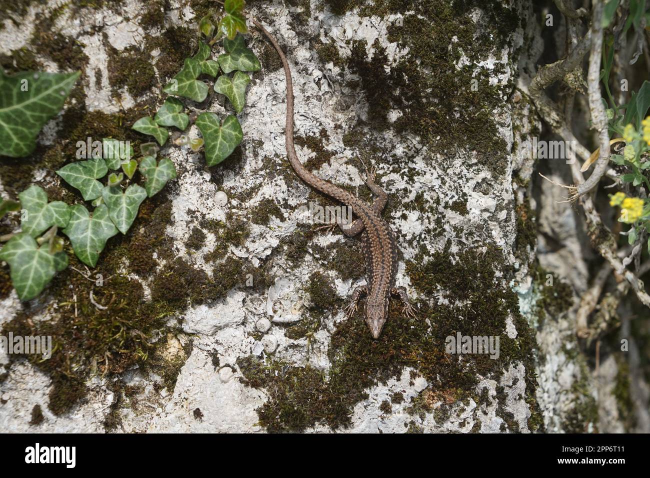 lizard on a wall,a lizard in spring sunbathes on a wall Stock Photo - Alamy