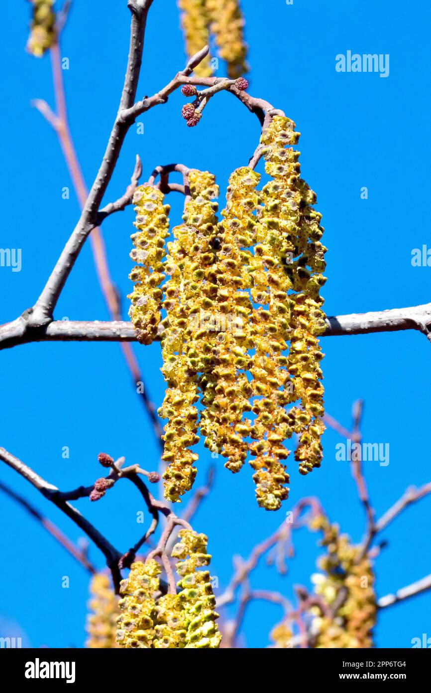 Alder (alnus glutinosa), close up of a cluster of male catkins with the small red female flowers above them on the branch shot against a blue sky. Stock Photo
