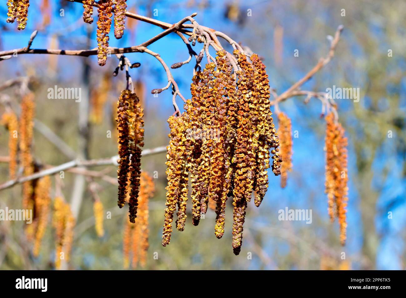 Alder (alnus glutinosa), close up of a cluster of male catkins with the small red female flowers above them on the branch. Stock Photo