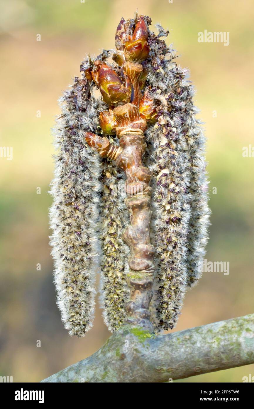 Grey Poplar (populus canescens), close up of a group of male catkins in flower hanging from the end of a small branch of a tree in the spring. Stock Photo