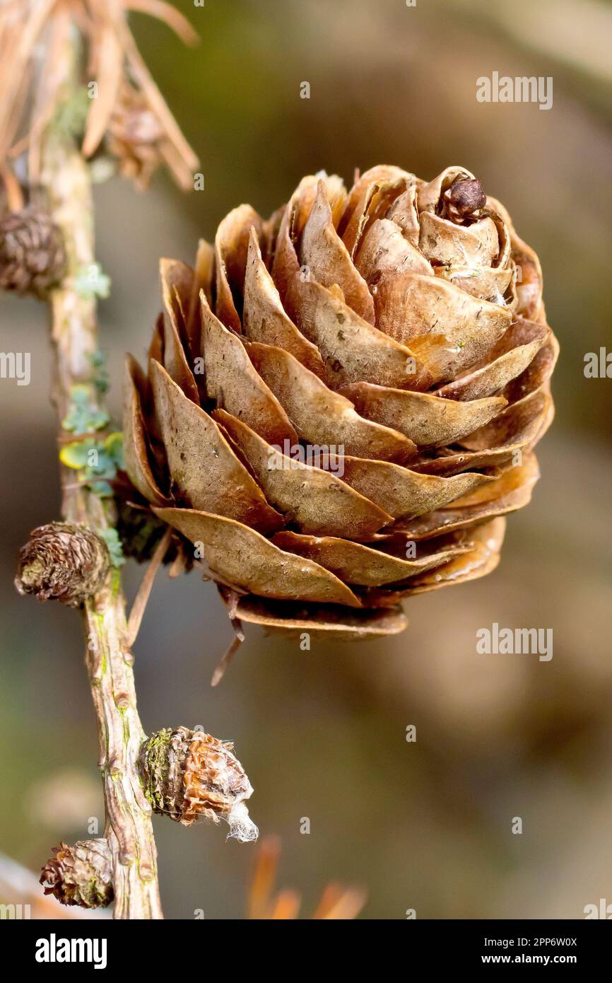 European Larch (larix decidua), close up of a single ripe cone of the coniferous tree attached to a branch in the spring. Stock Photo