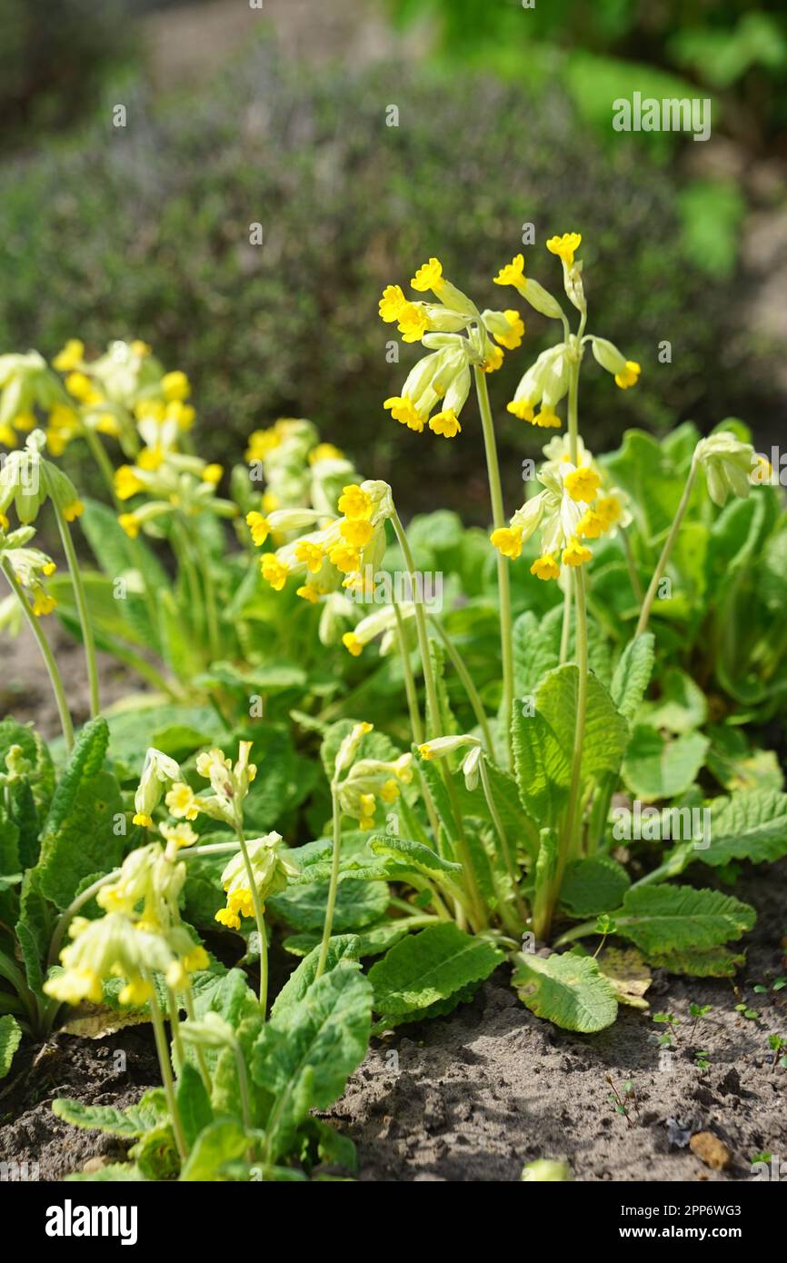 Primroses in a herb garden Stock Photo