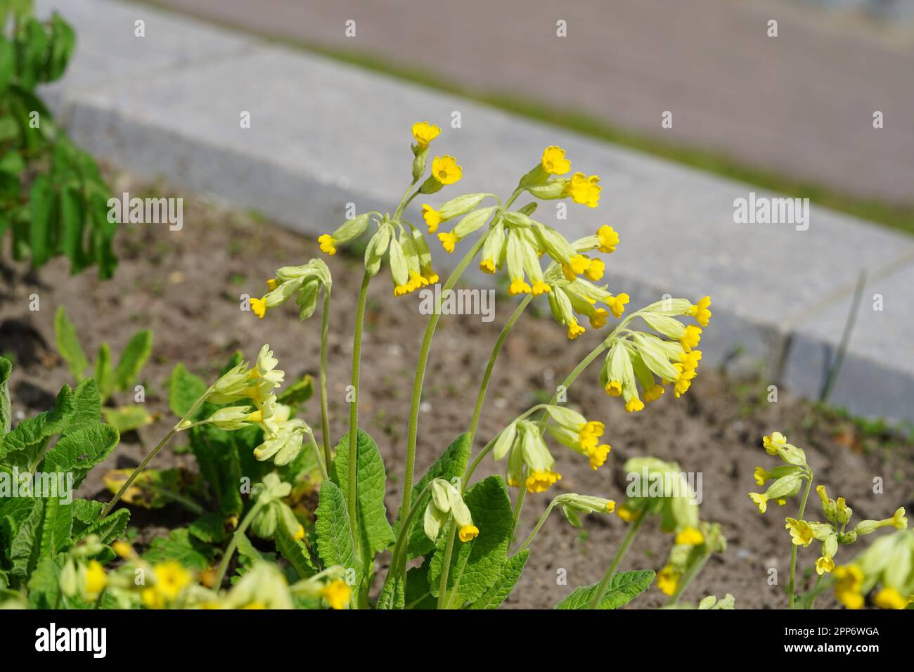 Primroses in a herb garden Stock Photo