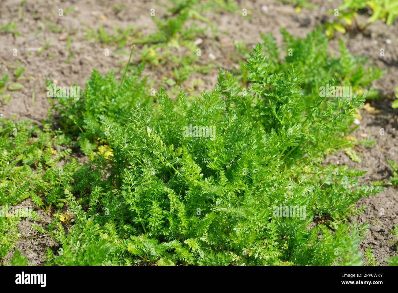 Genuine caraway, Carvi, Kümmel,Caraway is a biennial semi-rosette plant with a root turnip. Stock Photo
