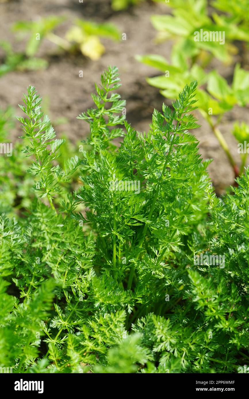 Genuine caraway, Carvi, Kümmel,Caraway is a biennial semi-rosette plant with a root turnip. Stock Photo