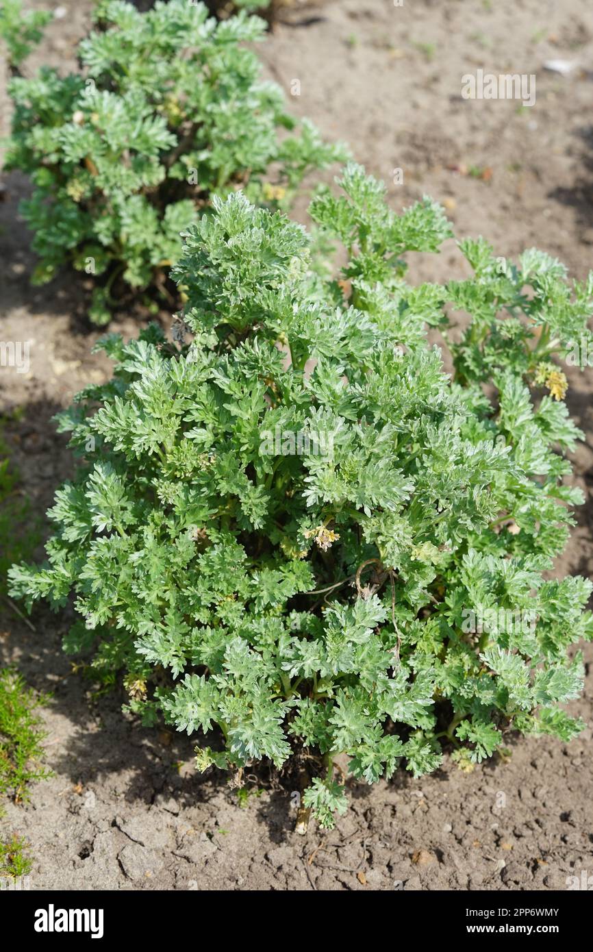 Caraway, also known as meridian fennel and Persian cumin, is a biennial
