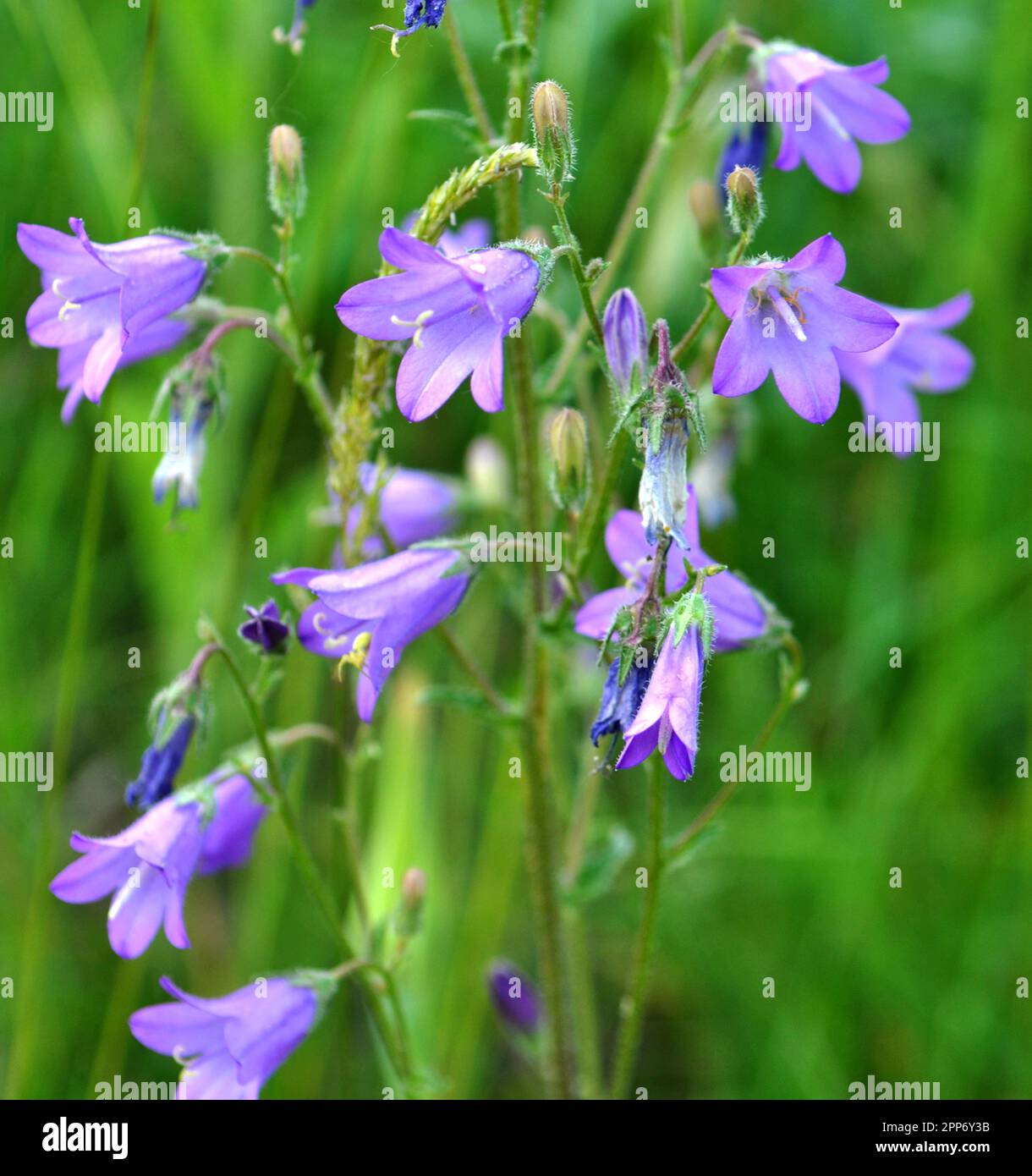 Bells (Campanula) bloom in the wild in summer Stock Photo Alamy