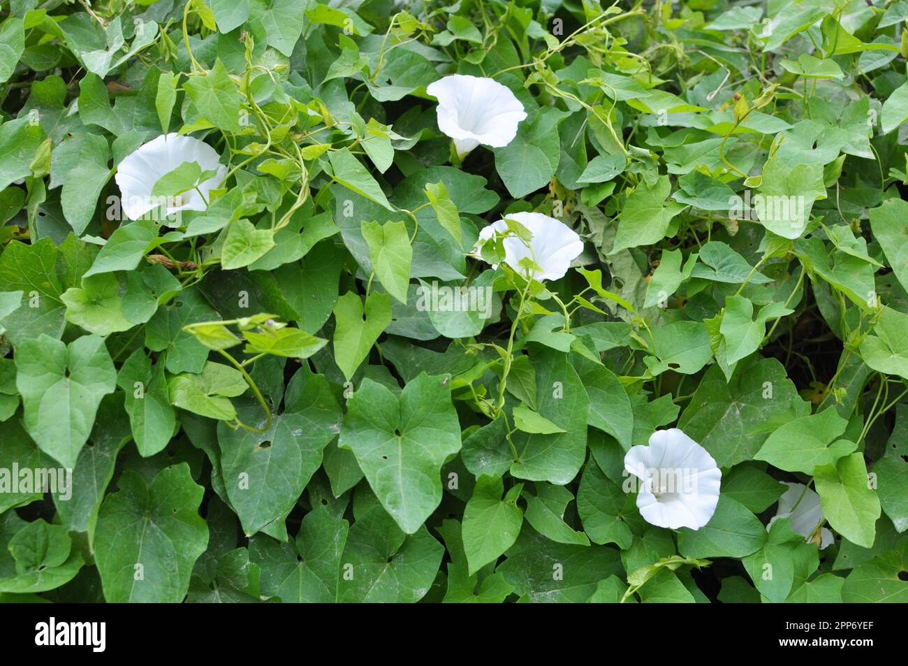 The plant bindweed Calystegia sepium grows in the wild Stock Photo