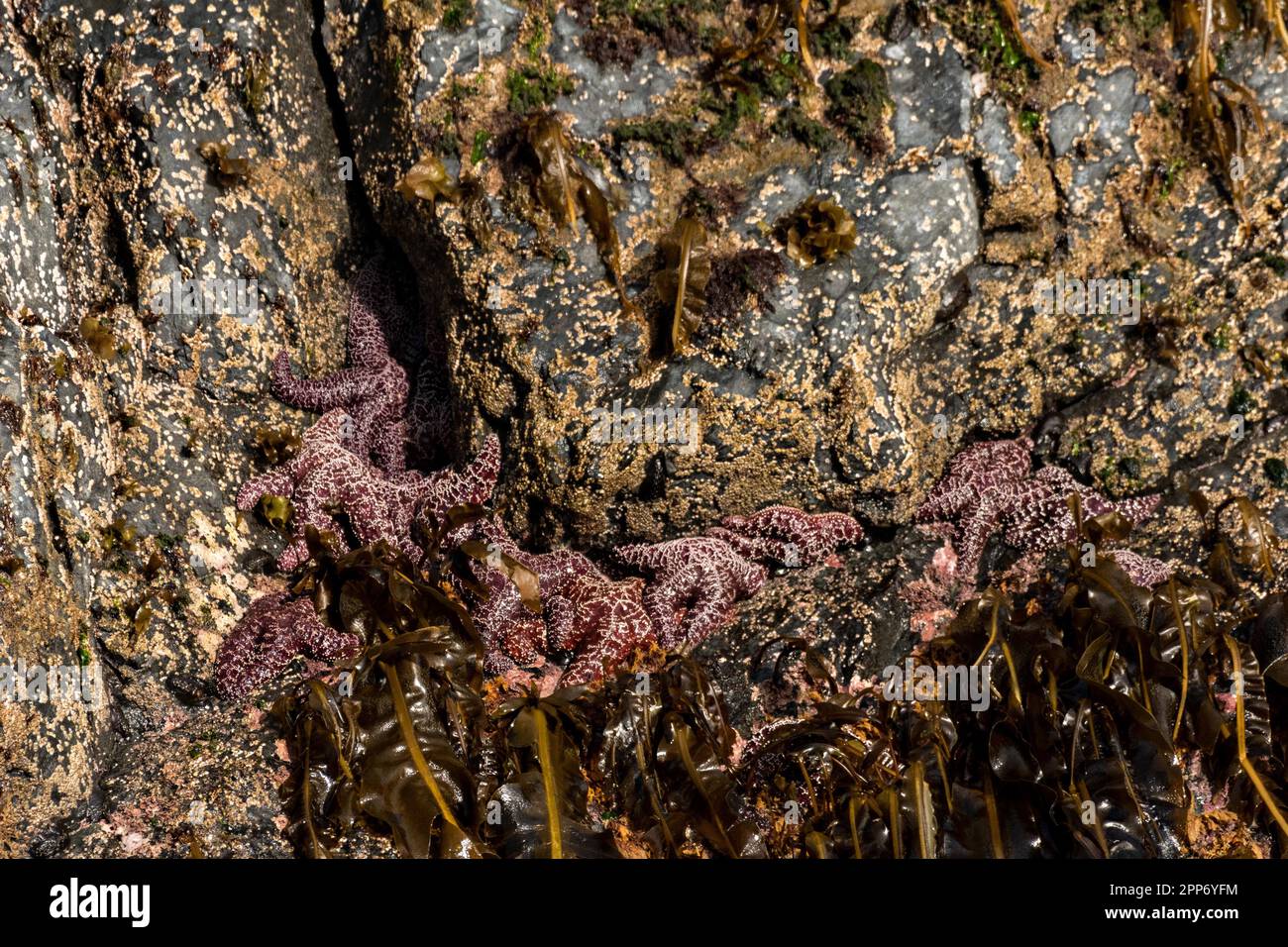 A cluster of ochre sea stars cling to the edge of a rocky island during