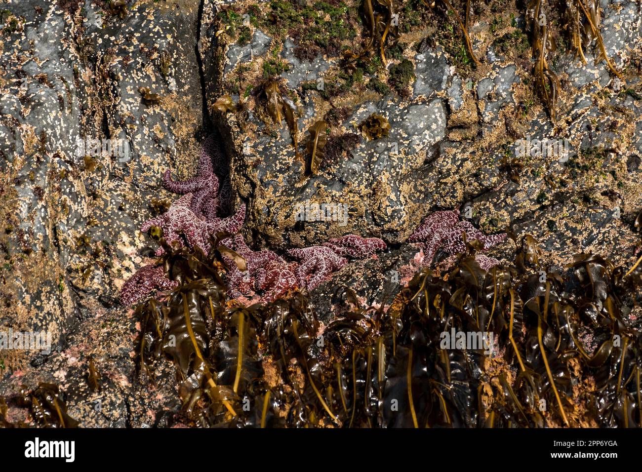 A cluster of ochre sea stars cling to the edge of a rocky island during