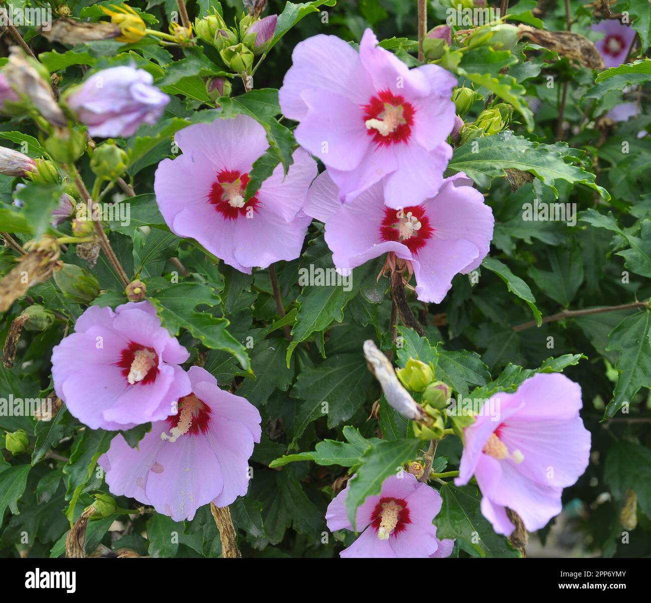In summer, the hibiscus bush blooms in nature Stock Photo Alamy