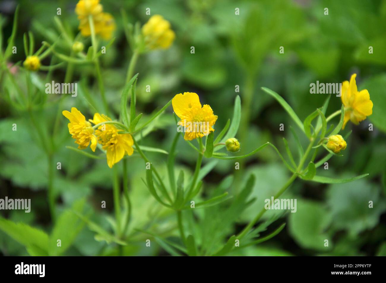 Buttercup kashubian (Ranunculus cassubicus) blooms in the wild in the forest Stock Photo