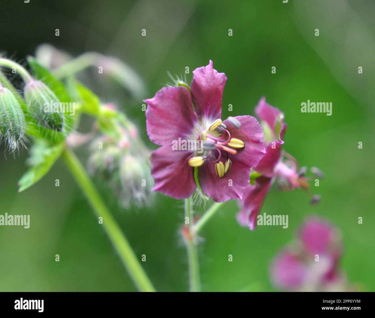 In the wild in the spring forest Geranium phaeum blooms Stock Photo