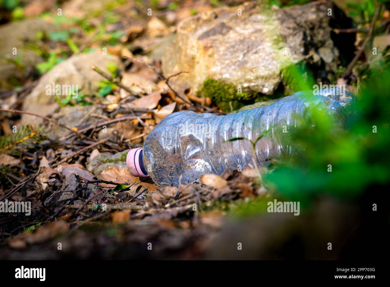 Single empty plastic bottle discarded among leaves in forest Stock Photo