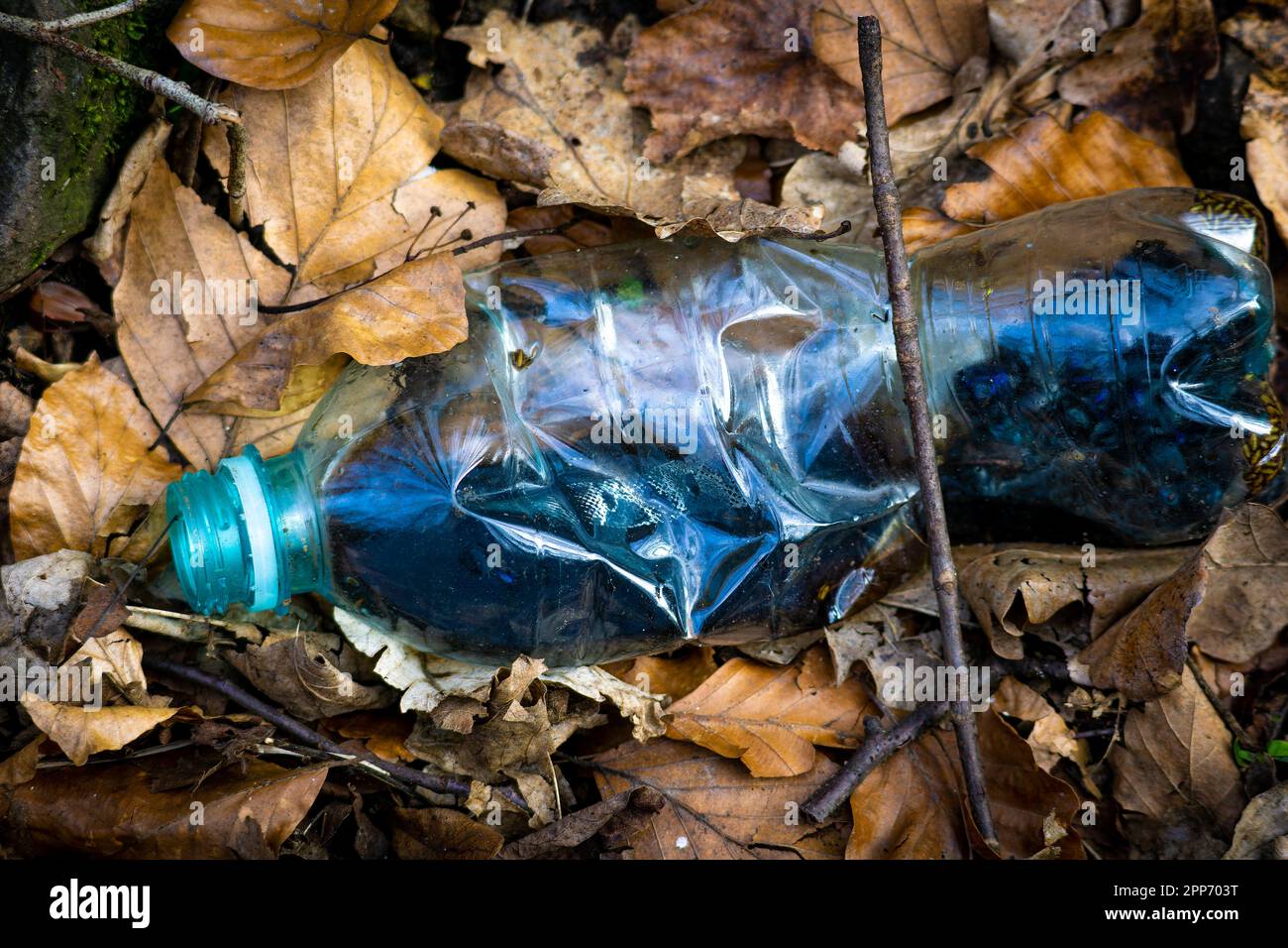 Single empty plastic bottle with insects eggs discarded among leaves in forest Stock Photo