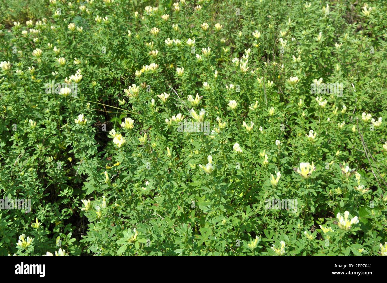 In the spring (Chamaecytisus ruthenicus) blooms in the wild Stock Photo