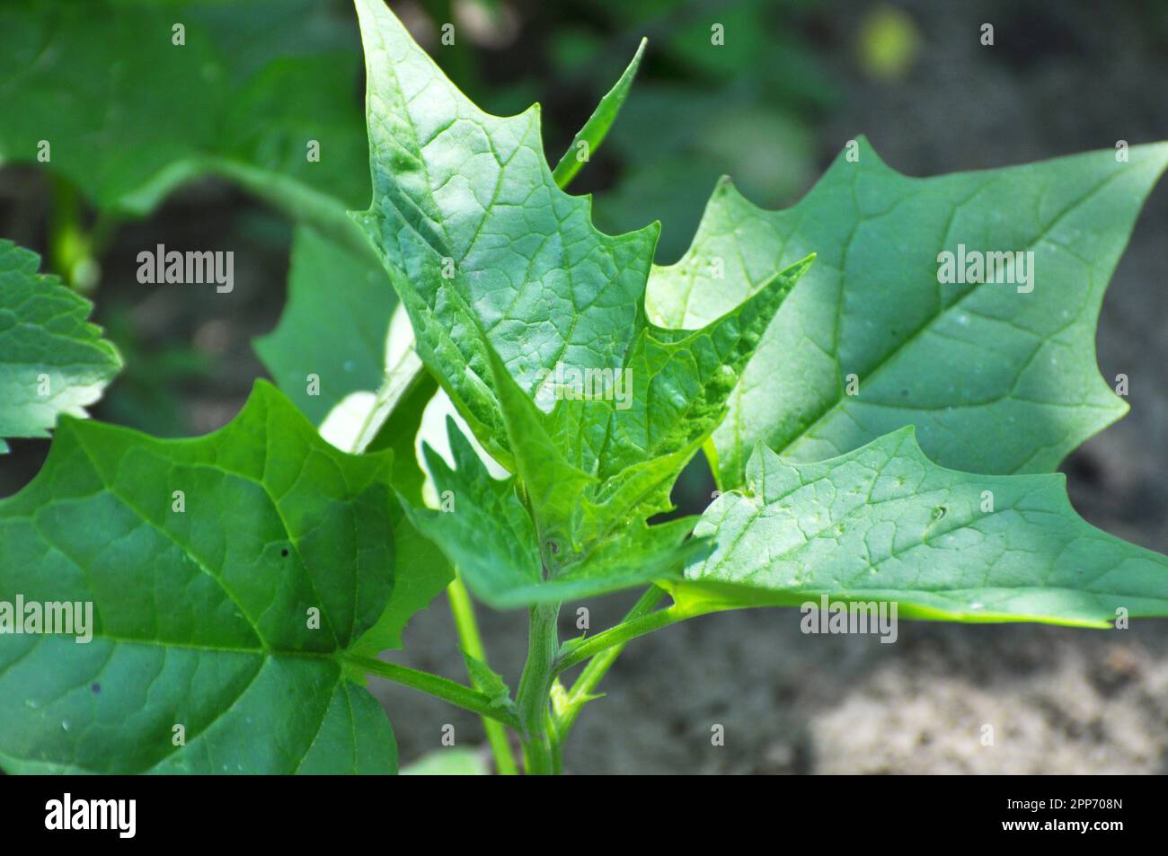 In nature, the field grows a chenopodium hybridum (Chenopodiastrum hybridum Stock Photo