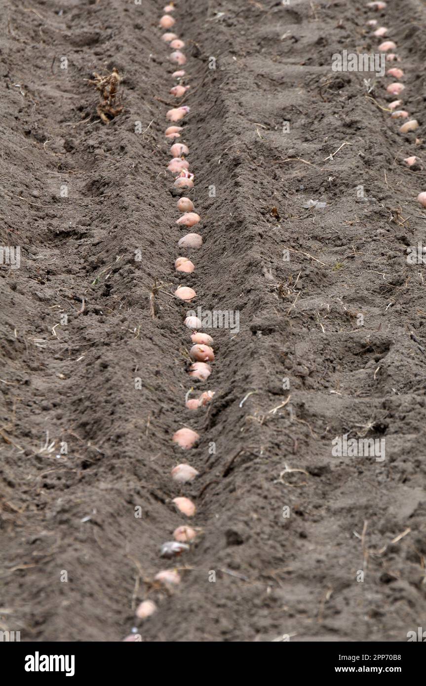 In the farm field, seed potatoes are planted in rows in the ground before  wrapping Stock Photo - Alamy, image size:863x1390
